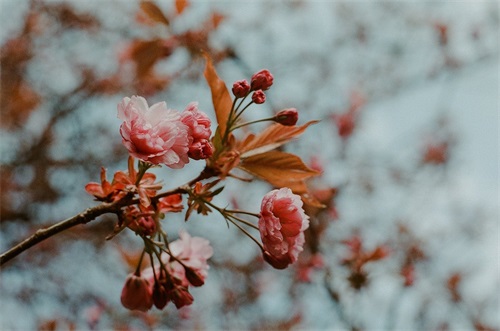 企业生日祝福语81句